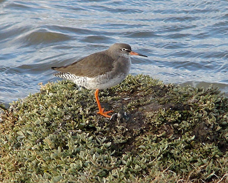 redshank